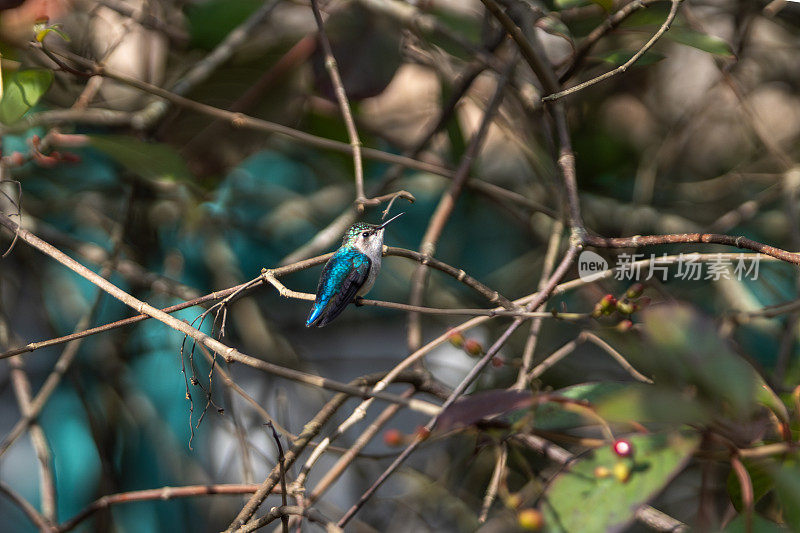 蜜蜂蜂鸟，Zunzuncito o Pajaro mosca， (Calypte helenae)， Colibri d'Éléna。